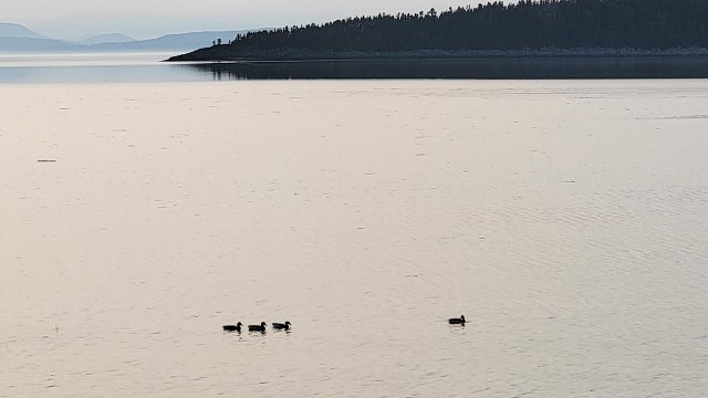 Kamouraska - Canards